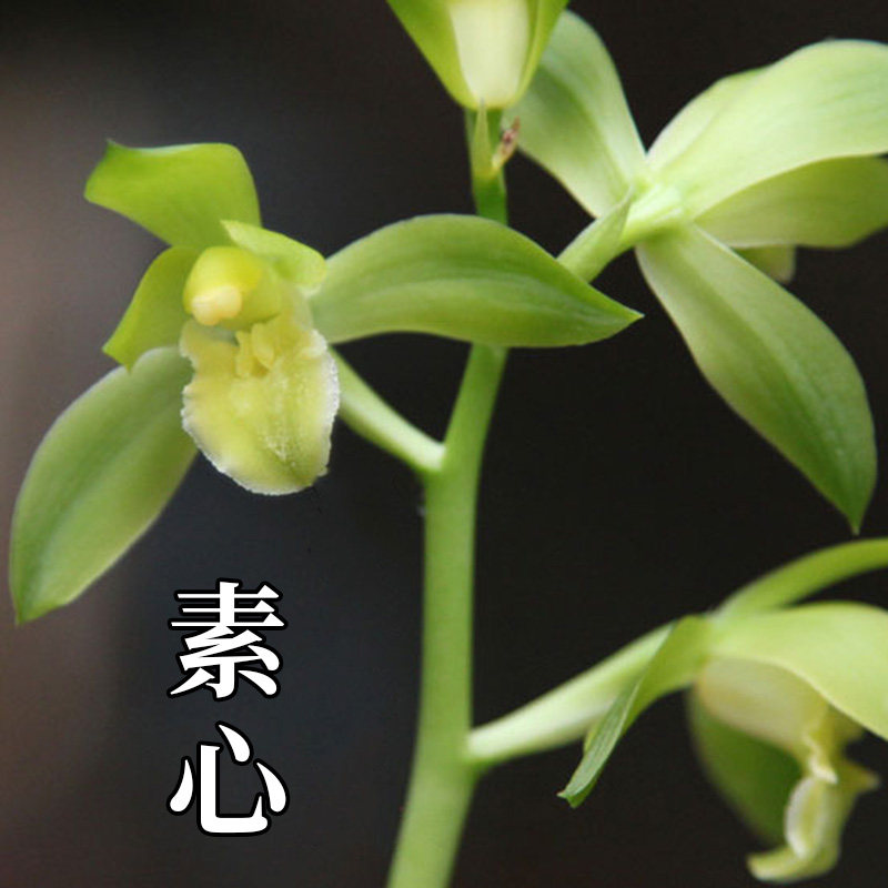 兰花苗蕙兰 精品素心 易养易开花室内客厅办公室盆栽花卉种子绿植