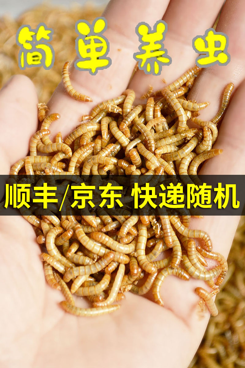 顺丰京东面包虫活虫黄粉虫活体活食物宠物零食鹦鹉鸟饲料虫仓鼠