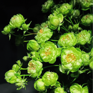 闪电 月季花苗开花绿色玫瑰花室内阳台四季盆栽花卉绿植特大欧月