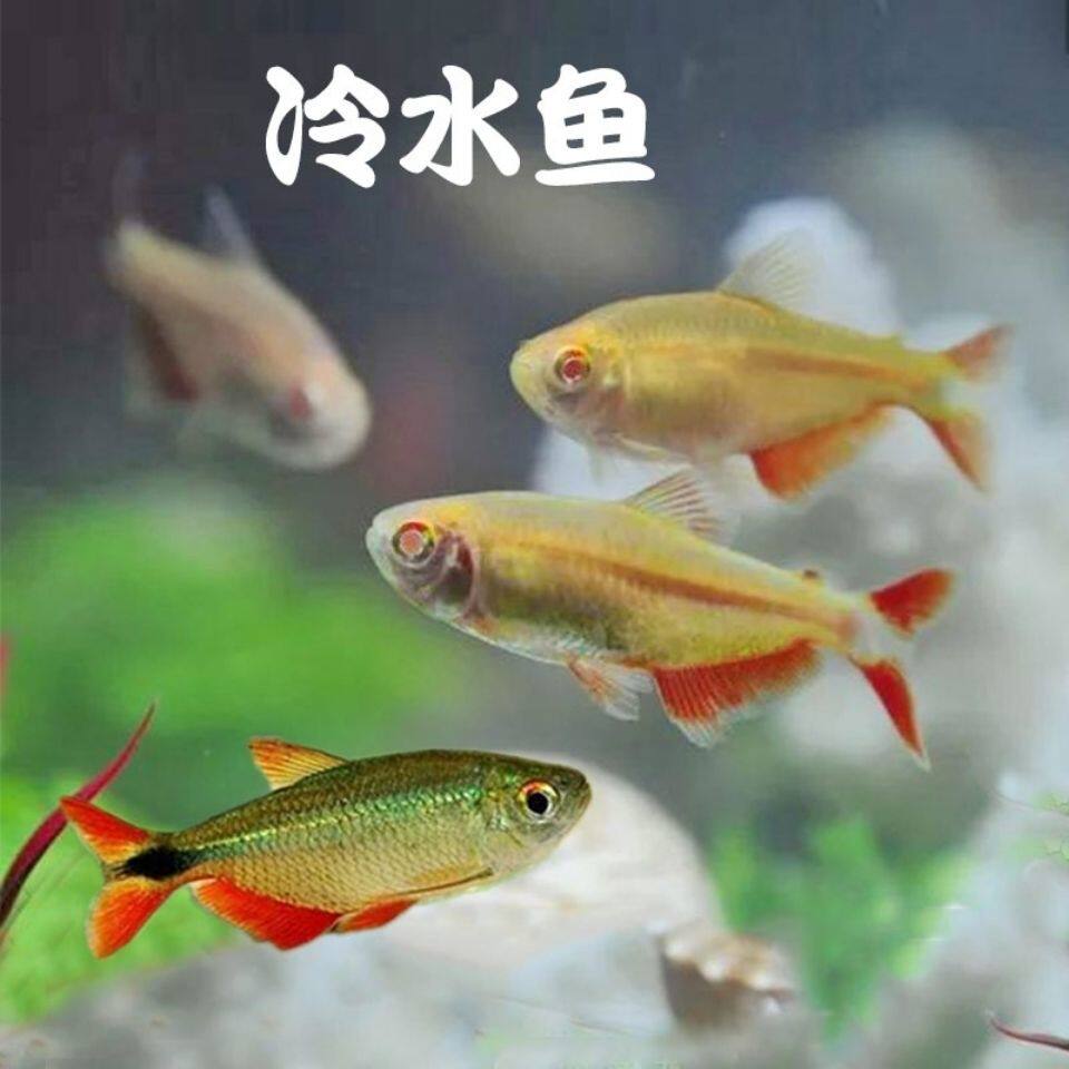 红十字冷水观赏鱼活体天使鱼新手金鱼淡水鱼不加加温鱼