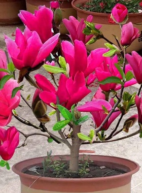 嫁接玉兰树苗矮化盆栽盆景娇红一号如意玉兰盆栽阳台庭院当年开花