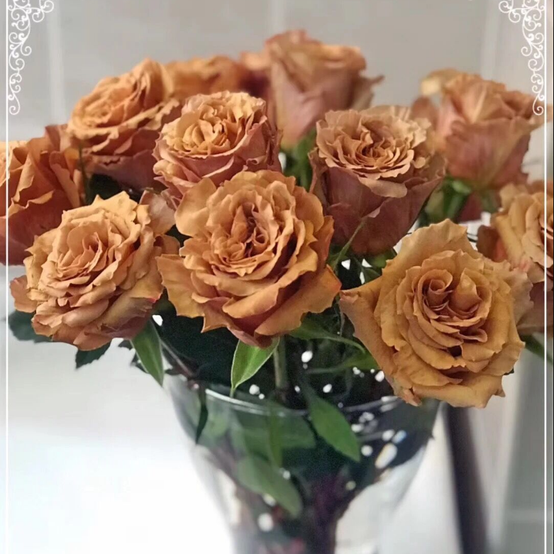 玫瑰花根_【诗人花园】太妃糖玫瑰切花 厄瓜多尔进口 复古,根接苗,v12