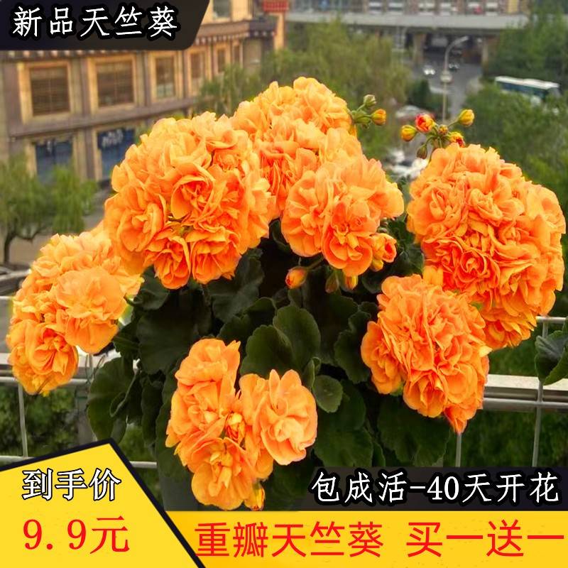 新品重瓣大花天竺葵盆栽花苗花卉绿植带花苞庭院阳台四季开花不断