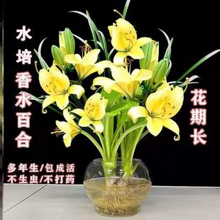 水培植物香水百合驱蚊莲花开花水养花卉室内好养盆栽客厅绿植种球