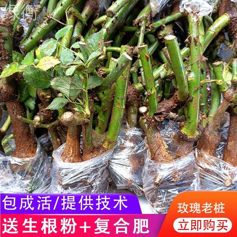 大花玫瑰老桩10棵盆栽四季开花不断种易活苗树云南月季老根大苗