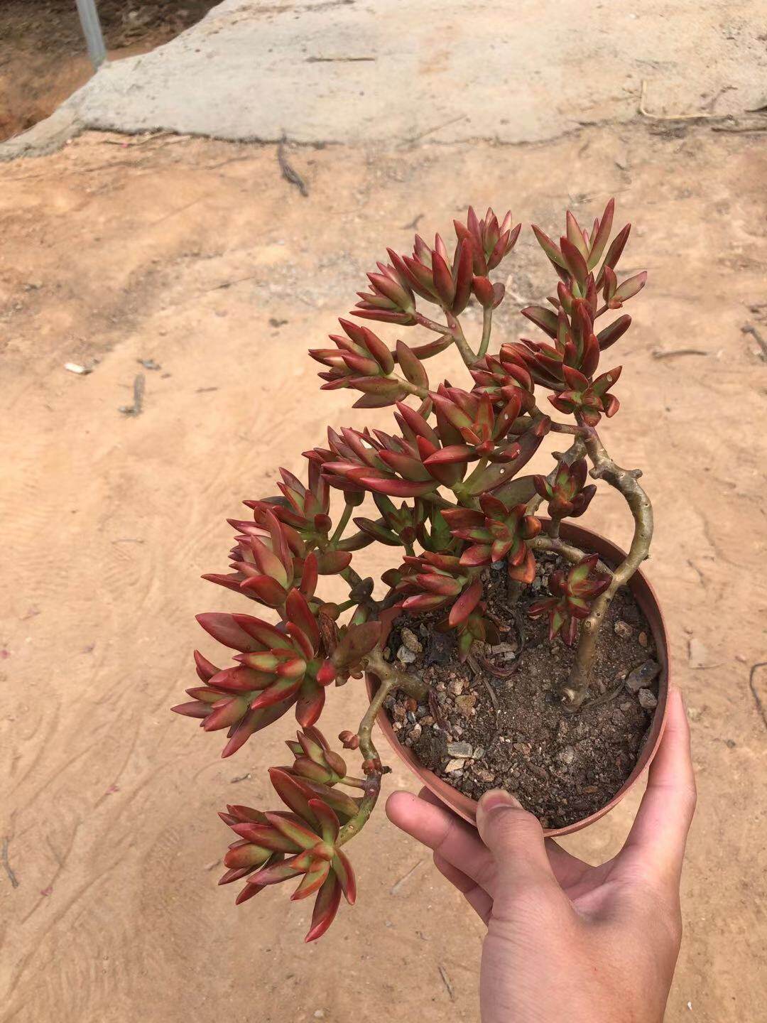 惜花阁多肉 红日大老桩 多肉植物 群生多头 办公室防辐射多肉盆栽