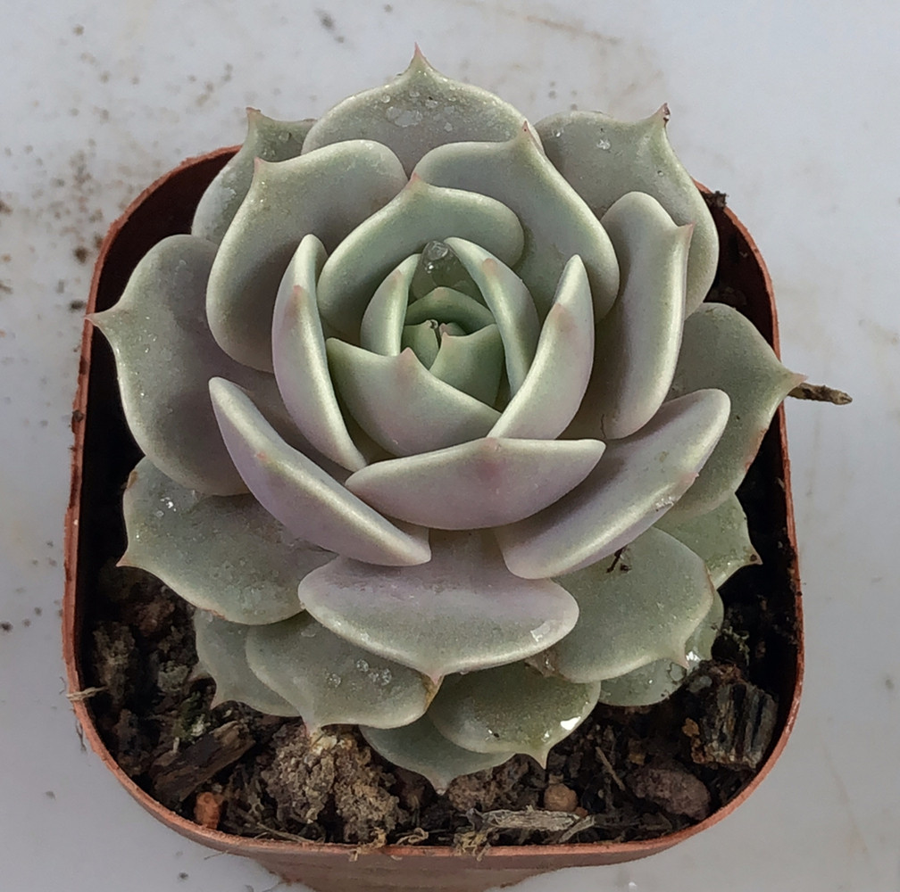 (今日10折)惜花阁多肉 露娜莲多肉 进口景天科多肉