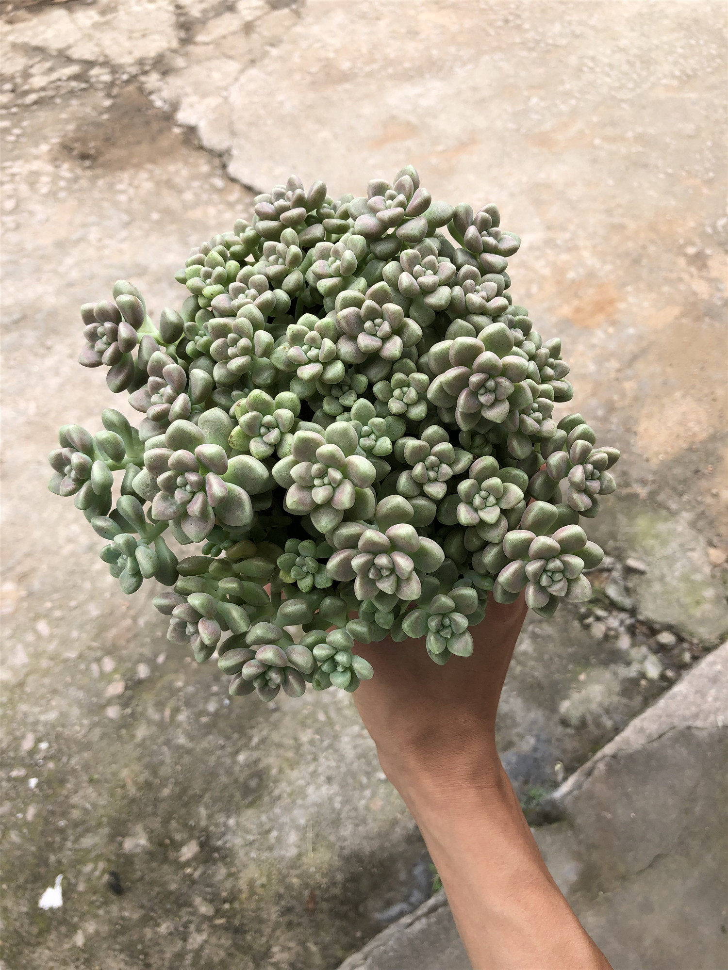 多肉植物丸叶姬秋丽老桩姬秋丽悬崖大老桩多头群生防辐射盆栽