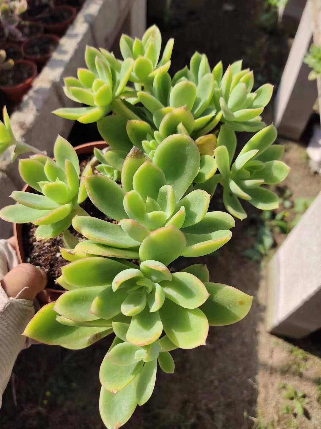 金辉多肉植物 超大老桩悬崖桩 柠檬多肉柠檬色满状态 防辐射盆栽