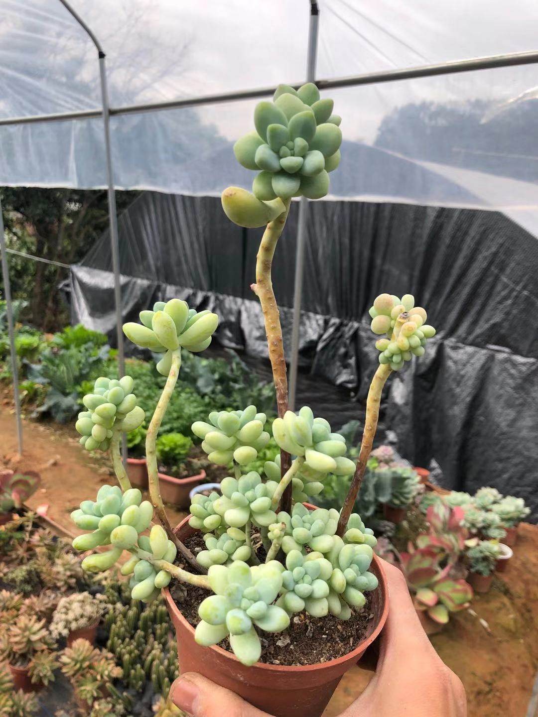 多肉植物 天使之泪老桩 萌肉办公室防辐射植物盆栽