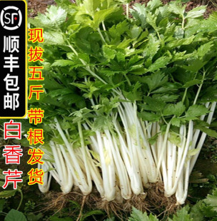 【顺丰包邮】5斤新鲜白芹菜白杆实芹香芹玉龙脆西芹湖北农家蔬菜