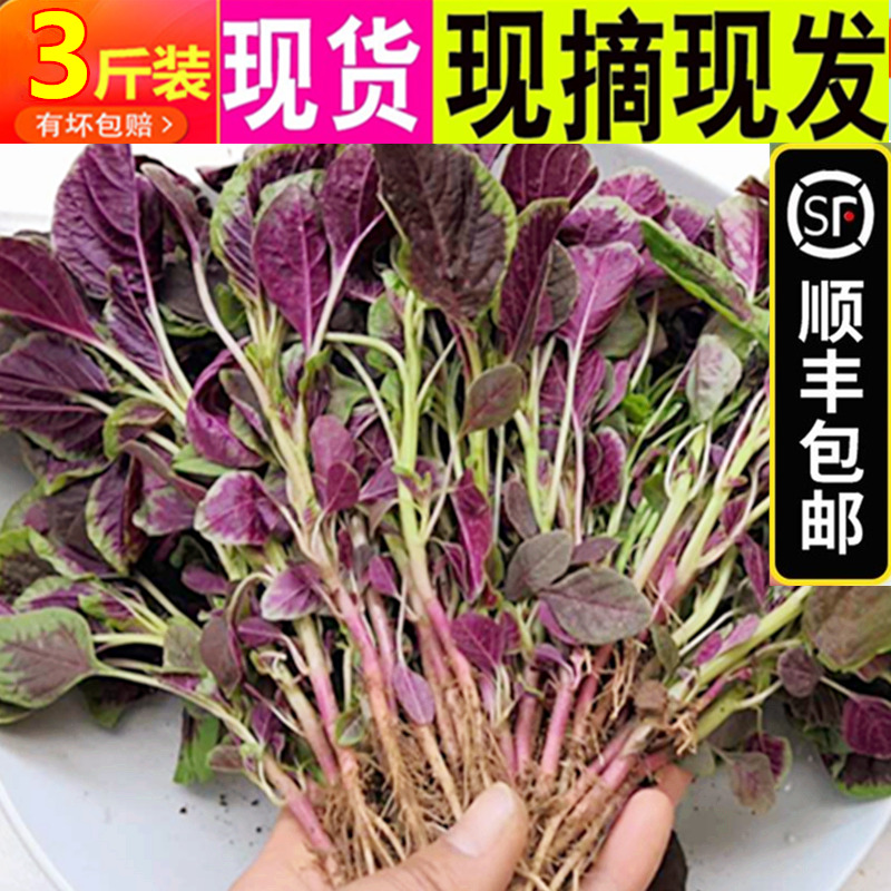 一点红苋菜种子野生菜农家菜四季野菜春夏季秋冬青菜种籽蔬菜种孑