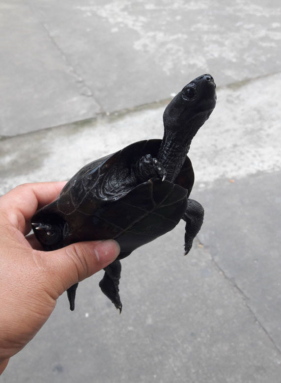 繁殖招财镇宅墨龟草龟公乌龟活体宠物乌龟配种杂交全墨外塘龟