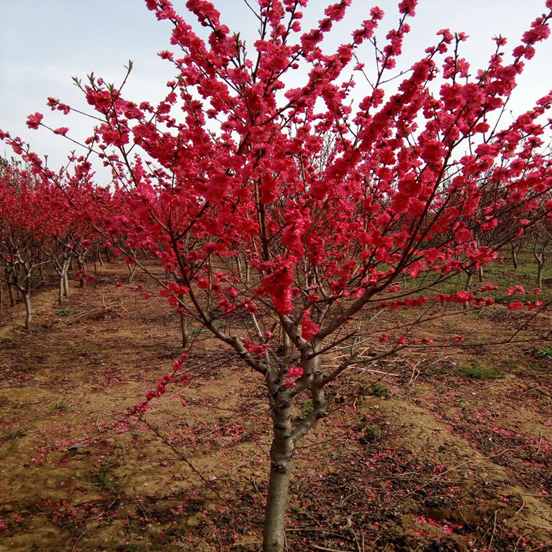 南方北方观赏紫叶桃重瓣碧桃园林庭院风景彩叶占地树苗工程绿化苗
