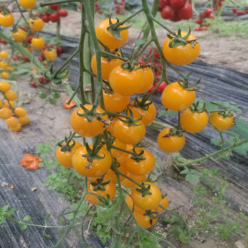 阳光夏日樱桃番茄种子 黄番茄小西红柿种子糖度11口感好无限生长