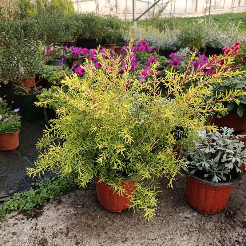 黄金香柳盆栽千层金带香味耐热耐寒多年生观叶植物四季常青