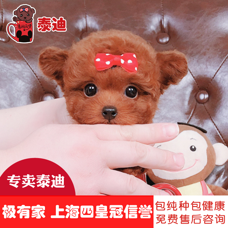 寻找天使纯种茶杯泰迪幼犬狗狗宠物活体贵宾犬泰迪小型犬|msdalam kategori haiwan peliharaan/makanan haiwan dan bekalan, anjing - dari Buy2taobao.com untuk memberikan perkhidmatan ejen Taobao profesional membeli