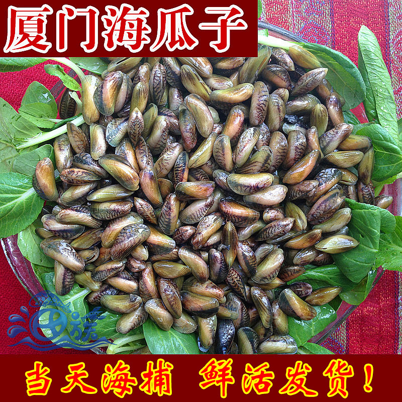 鲜活一斤新鲜厦门薄壳红肉海瓜子 好评好店