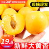 現摘杏子新鮮水果大黃杏當季水果金太陽帶箱5斤批發包郵應季整箱3 現摘杏子新鮮水果大黃杏當季水果金太陽帶箱5斤批發包郵應季整箱3