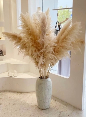 天然芦苇干花网红真花花束客厅摆设蒲苇鲜花装饰阳台摆件ins仿真