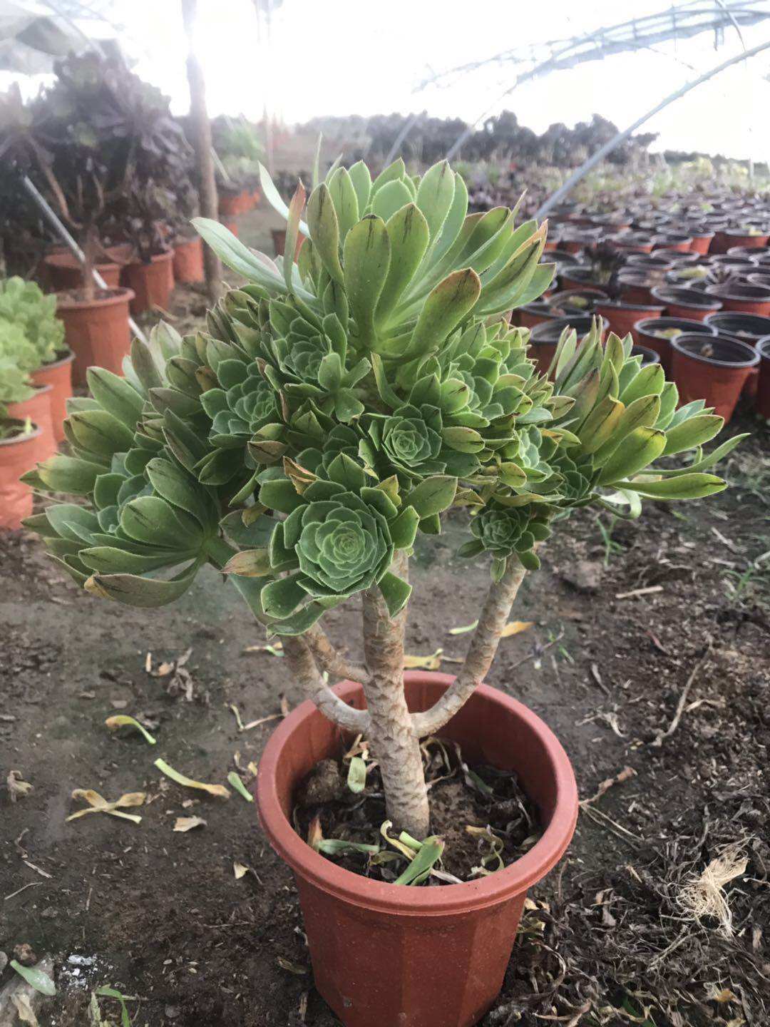 法师多肉植物老桩一物一拍