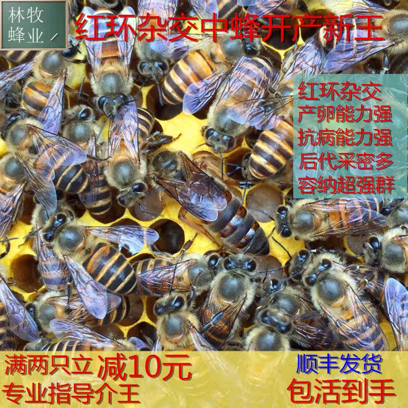 中蜂优质种蜂王活体阿坝高产蜜蜂产卵王双色王杂交红环王开产新王
