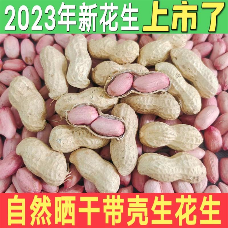 2023年新带壳生花生自然晒干高产