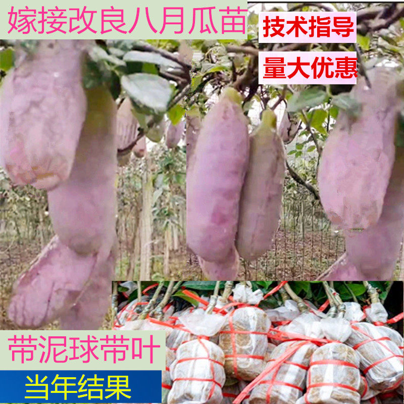 八月瓜苗-特价促销-优惠券领取-价格|多少钱|什么牌子好-35优惠券网站