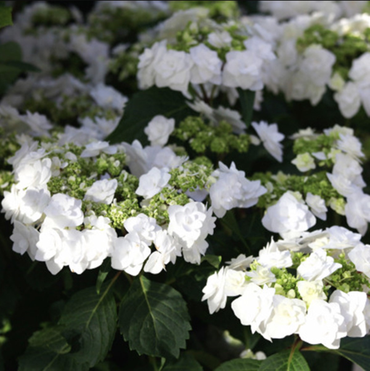 白色天使绣球仙啊@美赞了*新老枝开花绣球"白天使白色天使1加仑