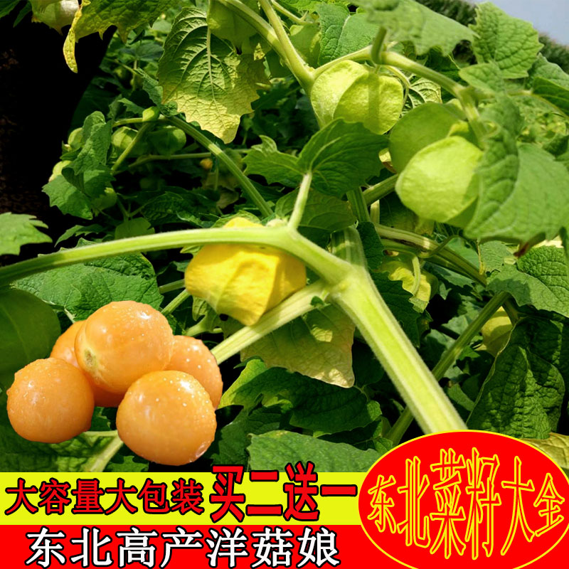 东北菜籽大全油豆角油豆角小青菜辣椒茄子西红柿种蒲公英菇娘种子