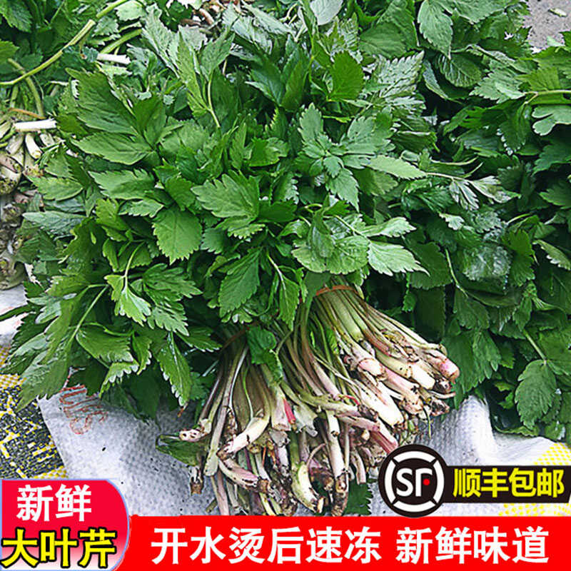 顺丰包邮东北特产大叶芹长白山新鲜冷速冻山野菜山芹菜无防腐剂