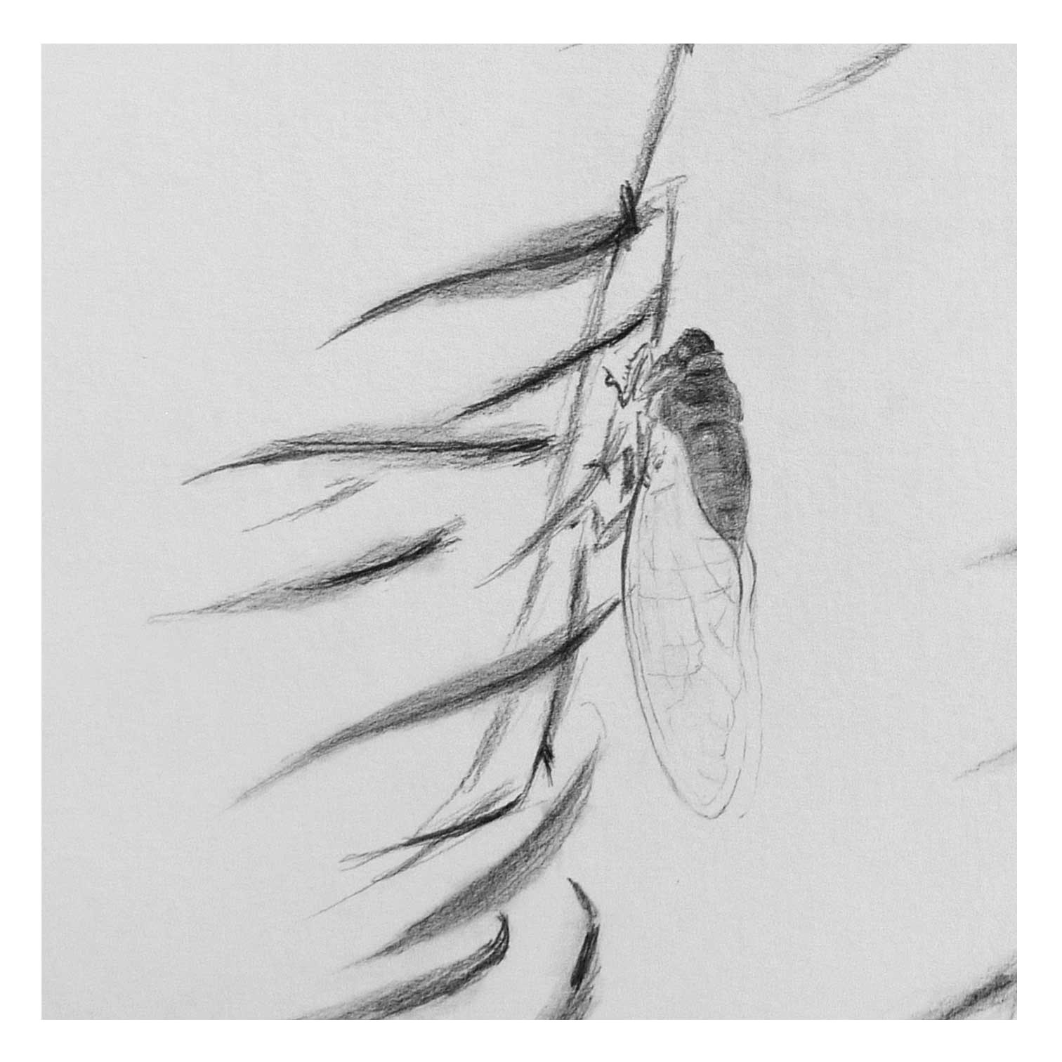 刘婷婷《蝉》素描