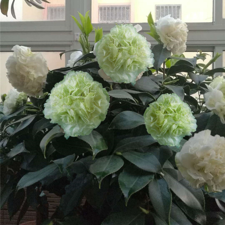 绿可娜茶花美国进口名贵珍稀花卉盆栽苗嫁接盆景阳台室内庭院绿植