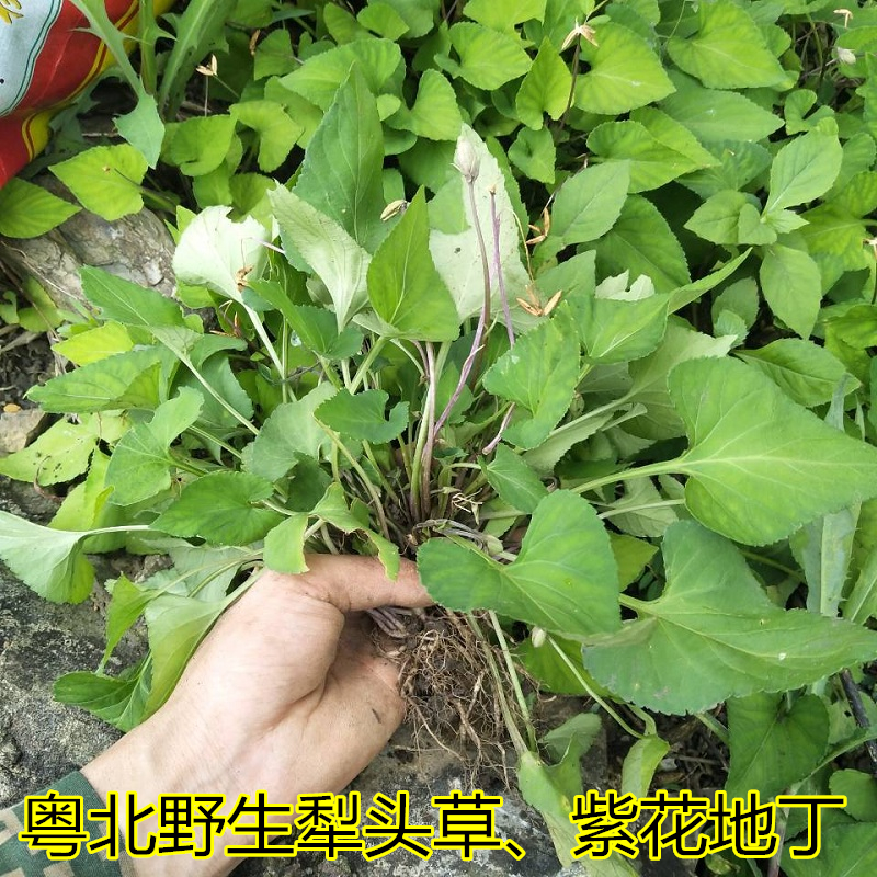 犁头草图片与作用图片