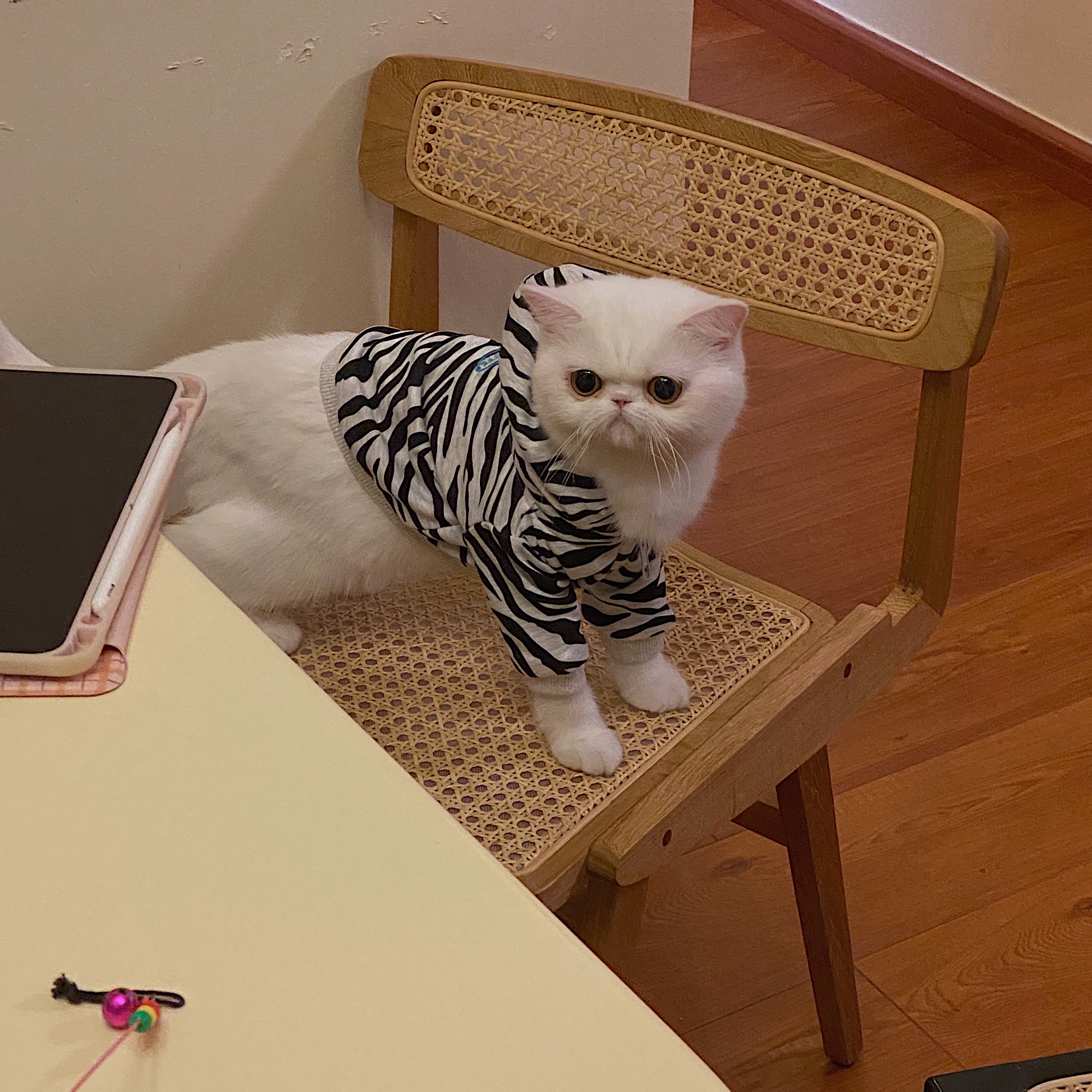 iuseoc猫咪衣服网红小猫猫秋季薄款防掉毛无毛猫斑马连帽卫衣外套