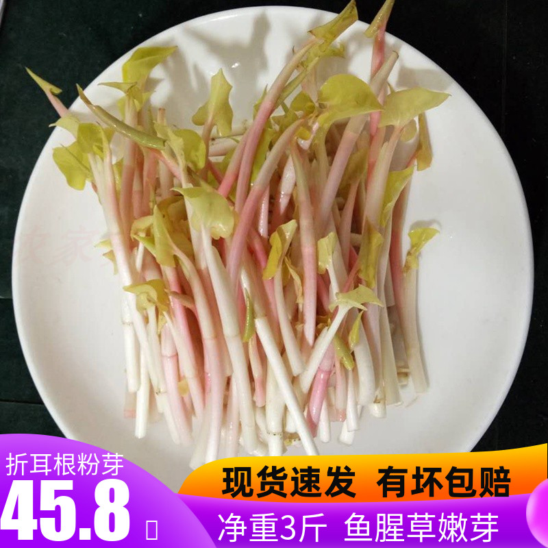 鱼腥草嫩芽粉芽3斤折耳根嫩芽养生蔬菜青菜特色小吃农