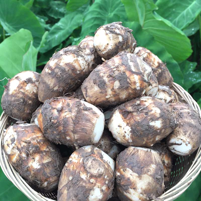 新鲜毛芋头10斤芋儿四川农家小香芋农特产品时令蔬菜粉糯仔