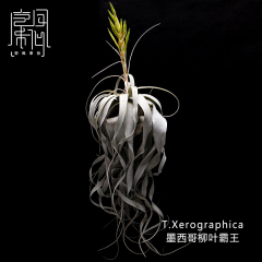 空气凤梨  无土植物 墨西哥柳叶霸王  T.Xerographica  空凤来仪