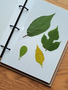 简约儿童植物标本 收集册干花树叶标本收纳册 活页DIY覆膜相册