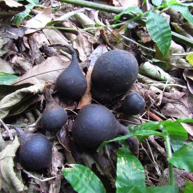 乌灵菌粉_贵州野生乌灵参鸡枞蛋中药材乌苓参 雷震子