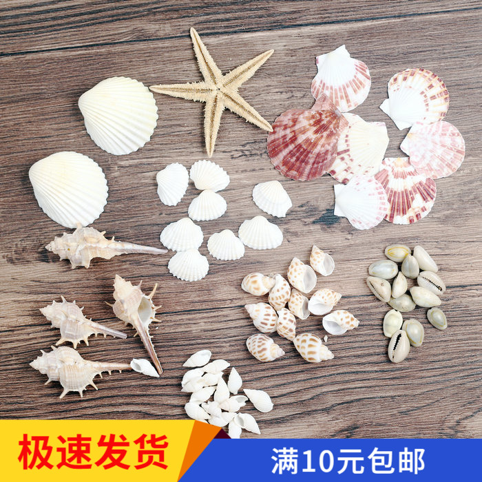 天然超多海洋宝贝合集 贝壳 海螺 海星 背景道具彩色贝壳场景道具|ruв категории Домашний быт, творческие украшения, густой/раковина/кораллы - от Buy2taobao.com для оказания профессиональной услуги покупки агента Taobao