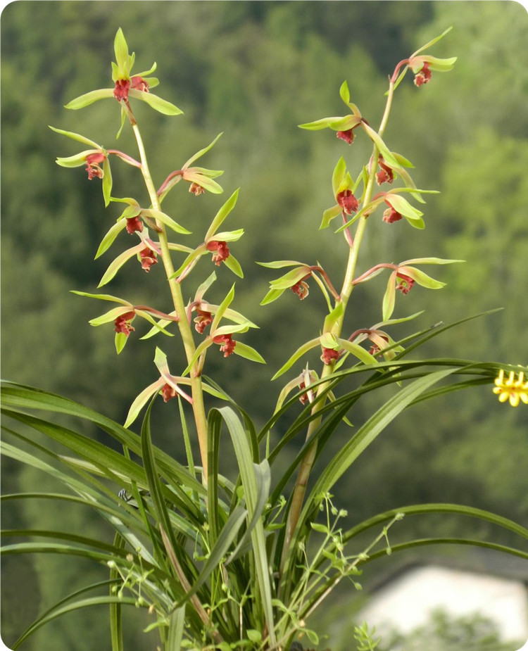 浓香惠兰中华红素蕙兰兰花苗花大出架包成活易开花室内花卉植物