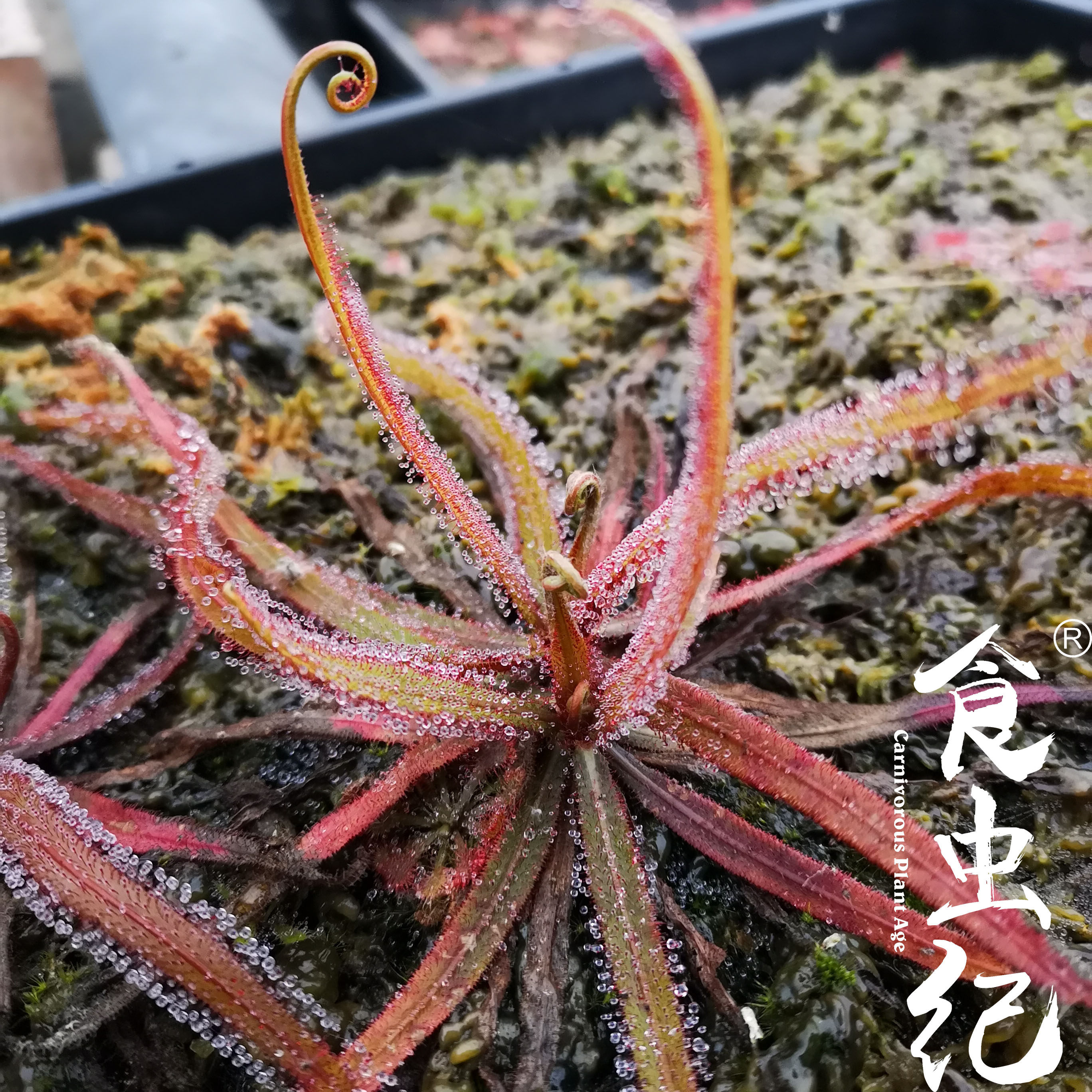 巨大阿帝露茅膏菜食虫植物捕蝇草驱蚊草多肉绿植