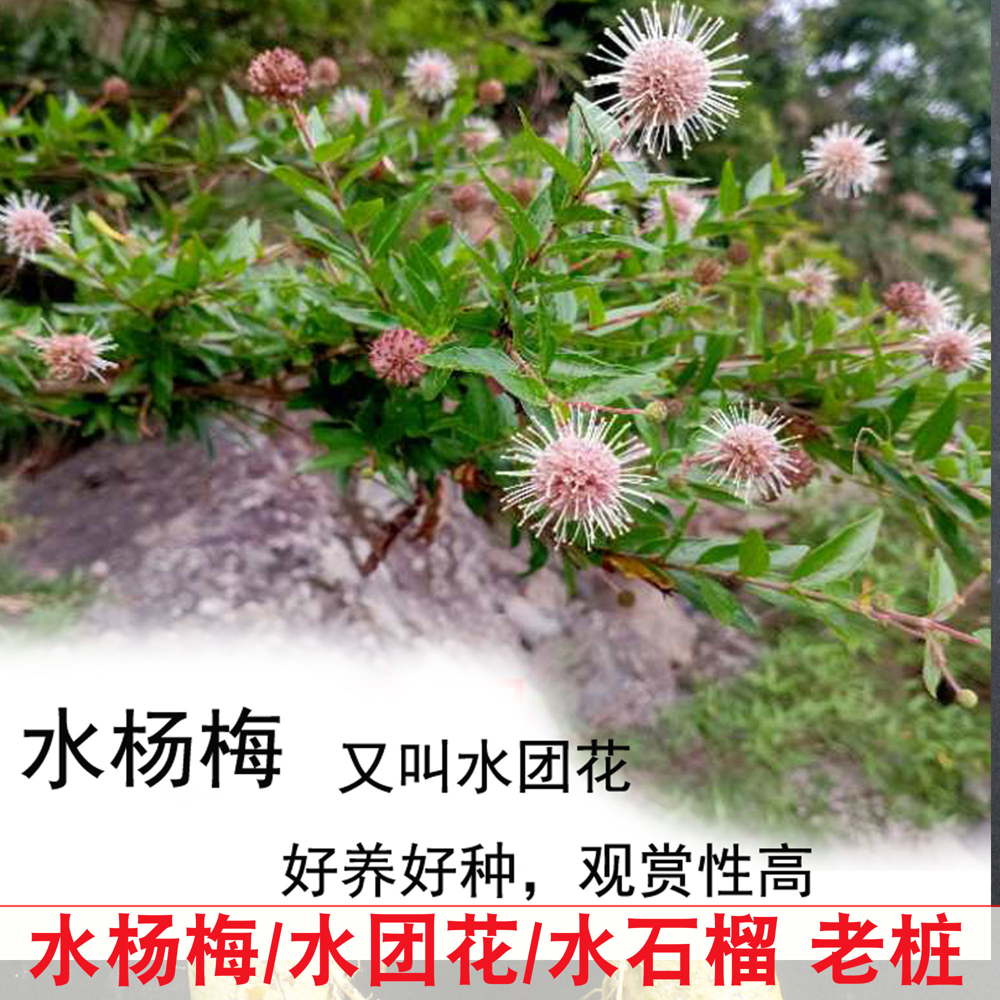 水杨梅盆景花卉水团花老桩微盆景水培桌摆造景奇形怪桩河沙栽种