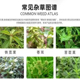 正品不伤作物田地水稻通用YL