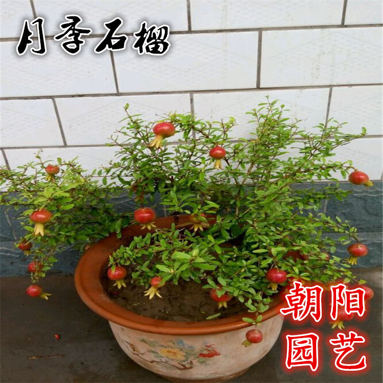 花卉 月季石榴种子 四季石榴 苗盆景盆栽 庭院植物 石榴种子