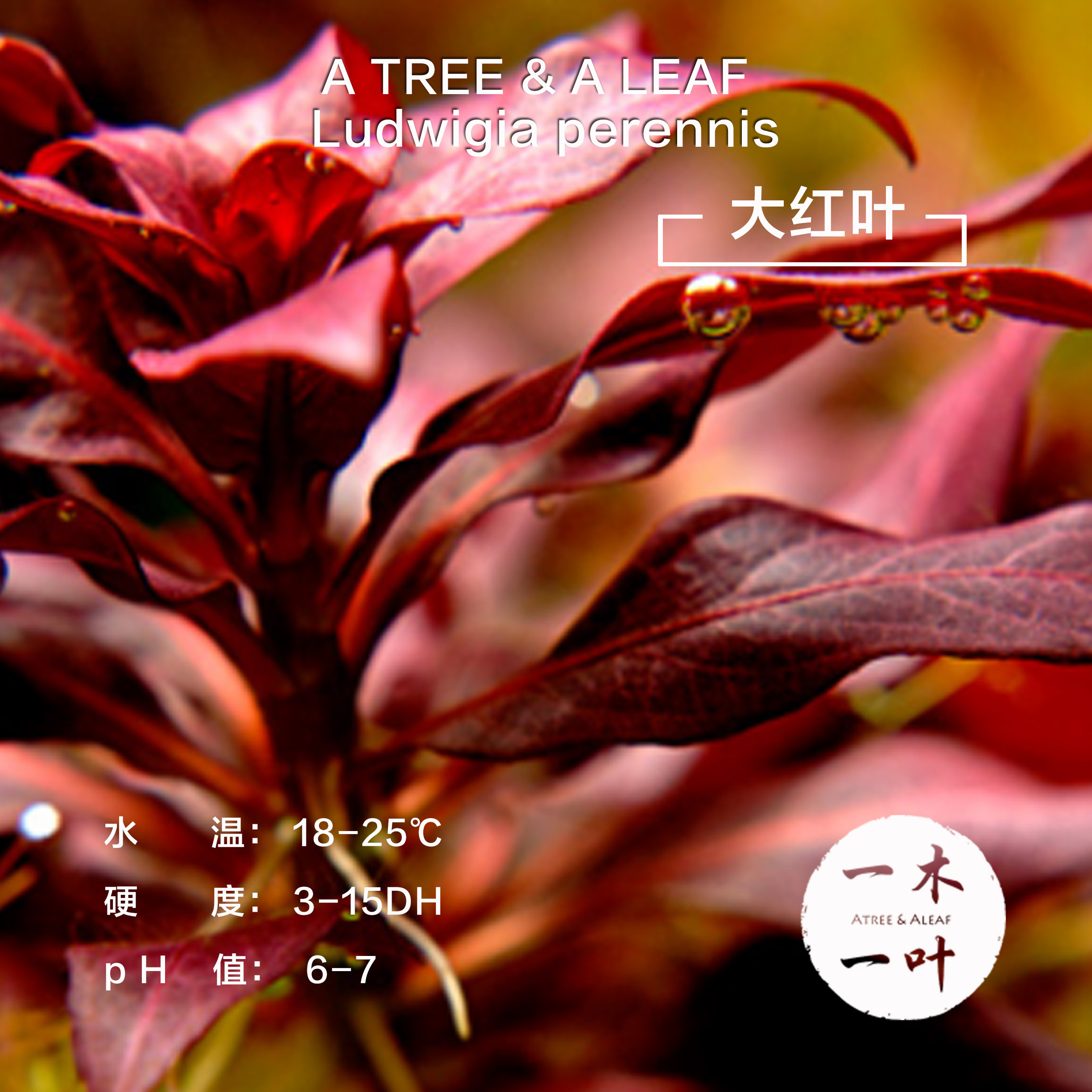 大红叶水草 活体水草 水下叶 草缸造景 鱼缸装饰 后景红草 水草