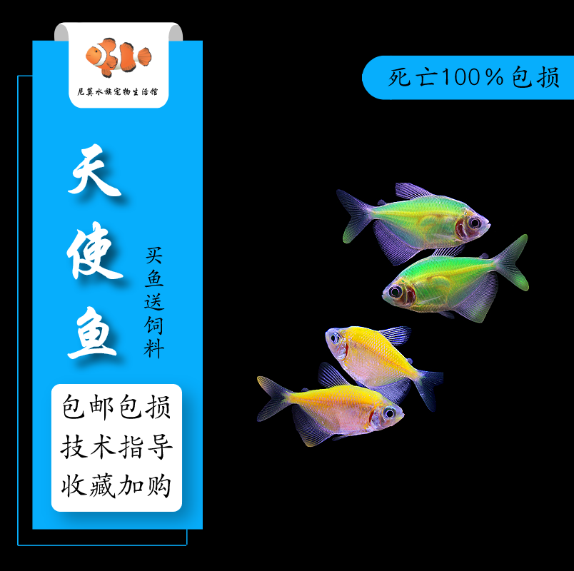 热带观赏鱼玻璃鱼七彩拉拉鱼透明鱼青苹果柠檬荧光虎斑天使鱼活体