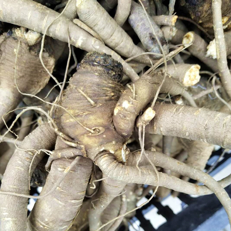云南纯野生当归头天然新鲜晒干全归头怒江高黎贡山甜当归500g包邮