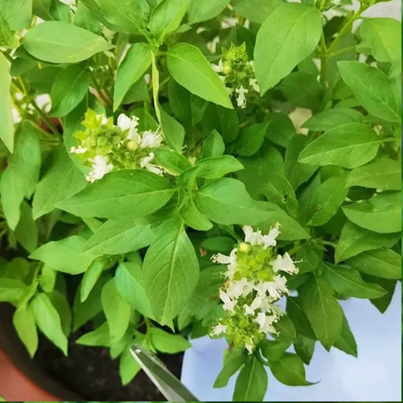 大叶罗勒种子可食用九层塔甜罗勒种子九成塔种孑香草阳台四季包邮